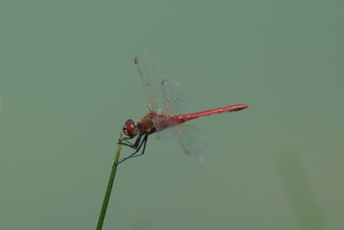 Réf. 184 604 : Sympetrum fonscolombii